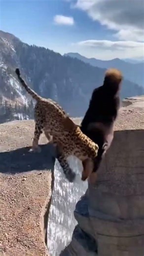 Black Tibetan Mastiff Rescues Puppy From Leopard On Cliff!