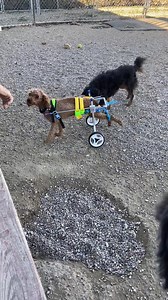 2.2K views · 148 reactions | Second Chance Dog Rescue on Reels | Facebook