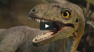 The Dinosaur Echo