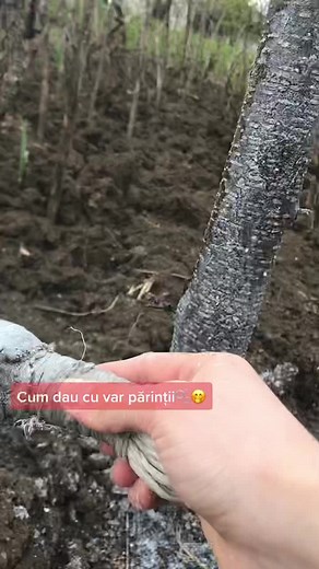 Uncover Hidden Compartments in Tree Trunks