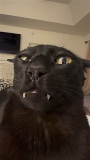 hobbikats | Larry can never be stopped | Instagram