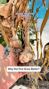 Finished Vs Unfinished Compost on Garlic Plants