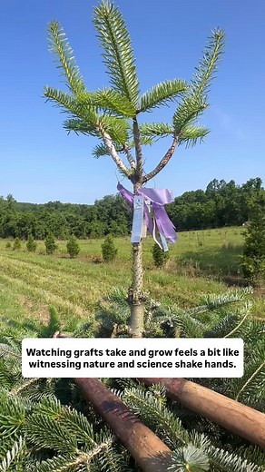 The science behind grafting trees is both fascinating and powerful. Watching grafts take and grow feels a bit like witnessing nature and science shake hands. Great grafting work done by @austinquate Austin received his Master of Science in Forestry with the Tree Improvement Program at North Carolina State University in May 2024. He is helped us in March of this year as a contract forester with Graham Ford from Ford Linkage Group. | Quarter Pine Tree Farm