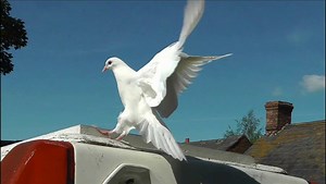 Slow Motion Doves In Flight