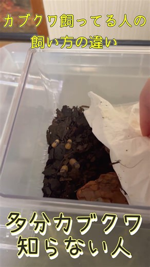 Differences in how people who keep rhinoceros beetles keep them #stag beetles #insects #pillbugs ...