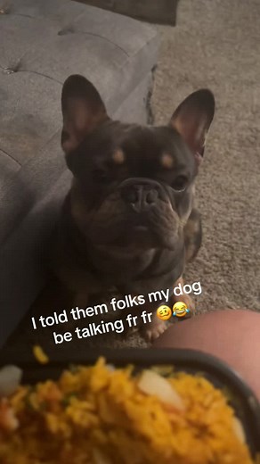 Funny Dog Reactions: My Dog Talks Back