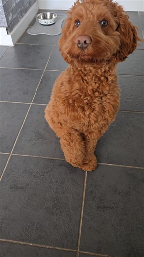 For this recipe you need.. A snowman ball A pair of old halloween socks A cockapoo called Teddy. 1 Insert ball into sock & tie with a knot. 2 Give completed item to one cockapoo 3 Stand back & enjoy the show 4 Record show on phone (optional) | Cockapoo called Teddy