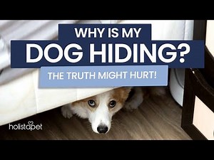 Why Is My Dog Always Hiding?