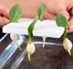 10M views · 36K reactions | Surprisingly easy growing hacks all plant lovers should know about!  | 5-Minute Crafts | Facebook