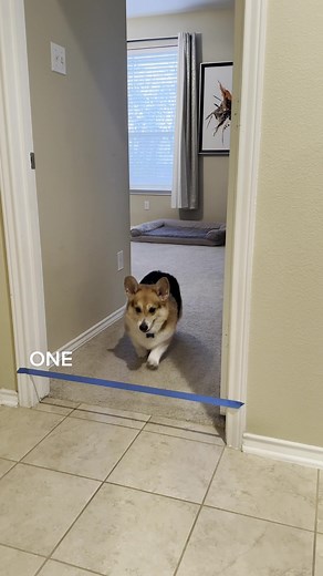 Dez the Corgi on TikTok