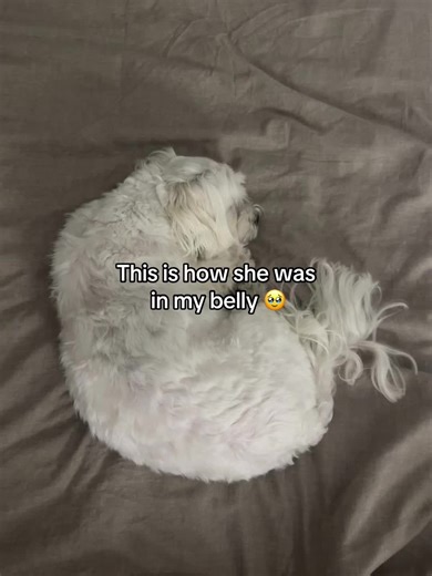 Puppy Birth Journey: The Joy of Welcoming New Life