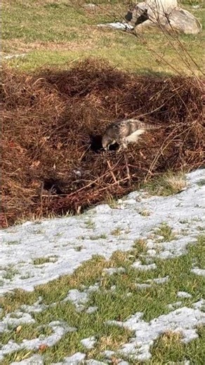 A Hunter’s Instinct: Red-tailed Hawk and Its Catch #HawkHunting #RedTailedHawk #BirdsOfPrey