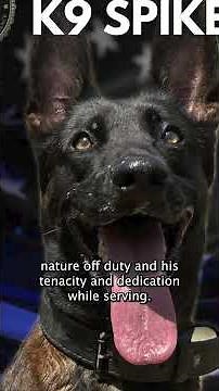 End of watch for Spike the K-9 in Burbank