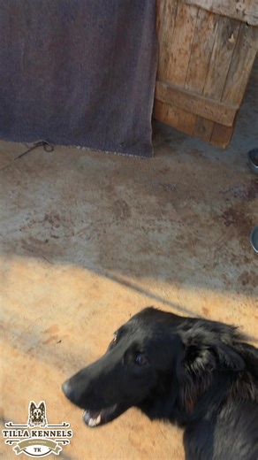 Amazing Progress of Solid Black GSD Puppies
