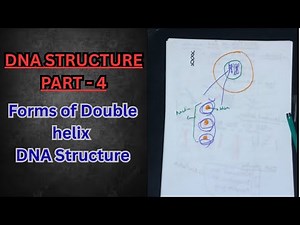 DNA Structure - Part - 4 | Forms of Double helix DNA Structure | Biochemistry