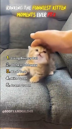 Ranking the Funniest Kitten Moments Ever Pt 2 😹🐾 #kittens #funnykittens #cutekittenvideos