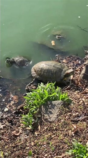 Red Ear Slider Feeding