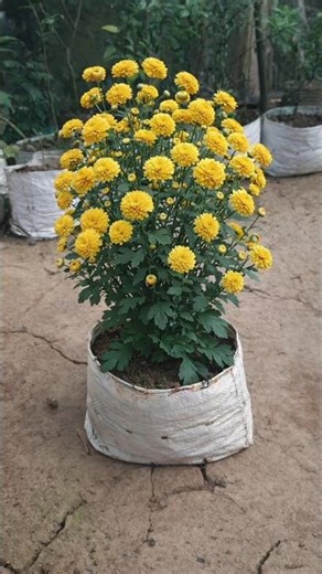 How to Make Chrysanthemum Bloom Fast 🌼 | Best Fertilizer for More Flowers