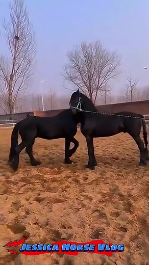 Black Stallion Horse Breeding: A Fascinating Encounter