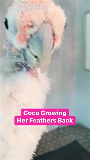 Cute Cockatoo Coco growing her head feathers back. This was back in 2017. It was strange for me, I finally knew how she was feeling. You don’t realize how much you depend on head feathers to read bird body language. #Birdsofinstagram #birds #bird #cute #parrotsofinstagram #birdstagram #animalsofinstagram #birb #parrots_life #petsofinstagram #pets #parrotstagram #parrot #blue #animal #birdsofafeather #birds_of_instagram #cuteanimals #instaparrot #parrotlover #birbs #love #birdlovers #beautiful #i
