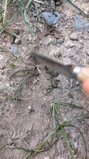 I find coin #metaldetectingfinds | GO finder