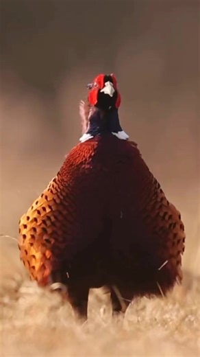 Wonderful sounds of nature and animals. | animal world