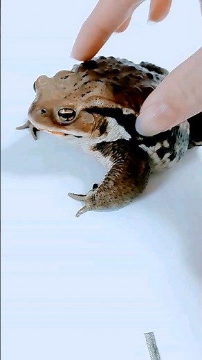 ヒキガエルの鳴き声