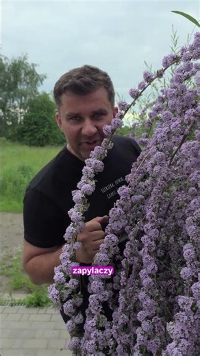 Unglaubliche Pflanze: Blüten an bis zu 2 Meter hohen Stängeln!