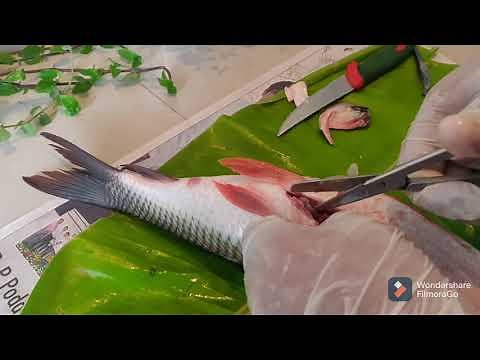 DISSECTION OF FISH || ROHU |RUI | ROHO | SCIENTIFIC NAME LABEO ROHITA