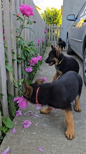 😆Garden Helpers. A cute group of German Shepherd puppies frolic and play.