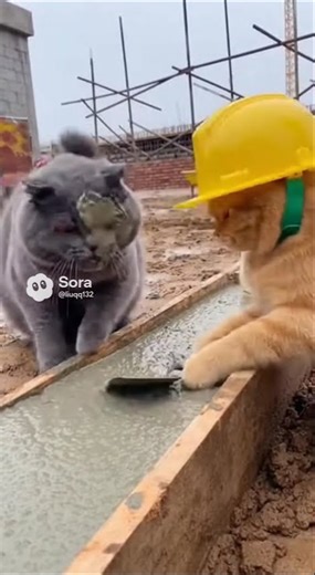 Construction cat Throws Mud in His Face… Instant Chaos 😂