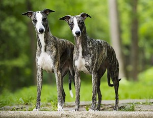 Whippet Prices in 2024: Purchase Cost, Vet Bills, and More!