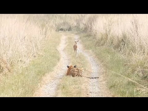 Young tiger stalks fawn in Corbett National Park