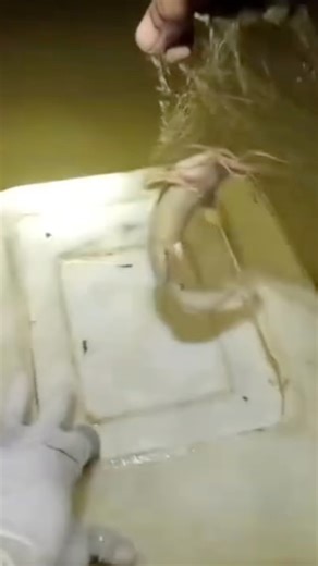 Small pond but a lot of fish 😍😍 #fishingvlog #OutdoorsUSA #bassfishingusa #catfishing #fishing #FishingCommunity #usfishing #CatfishHunter #fishingtrip #catfishlife | Mori mori