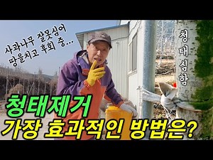 사과나무 잘못 심으면 두고두고 후회! 청태 제거에 가장 효과적인 방법은?