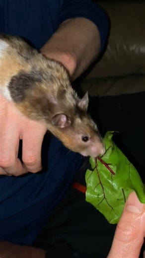 Fancy Bear Stuffing a beet leaf in here cheek 😊 #gavyn #cutie #fancy #bear #hamster #cute #eating
