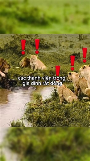 Nếu sư tử đực biết nói thì nó chửi mới sướng nhỉ???