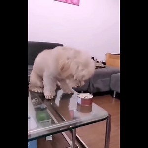 61K views · 1.3K reactions | Cute Funny and Smart Dogs in the World #FunniestPets | Funiest Pets | Facebook