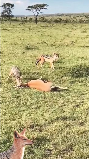 defenseless young impala attacked by coyote