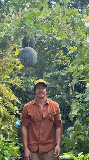 43K views · 6.8K reactions | I use a lot of trellises in my garden because it allows me to grow more in a small space while also increasing airflow and pollination. I have a few videos on how I create this and other trellises if you’re interested. This watermelon variety is called “Mini Love” and it’s one of the many plants I sell at my spring plant sale. #gardening #garden #gardendesign #landscaping #plants #farming | Urban Farmstead | Facebook