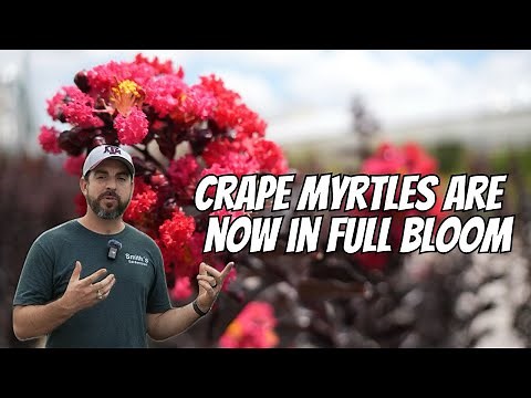 Crape Myrtles Are Now In Full Bloom!