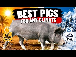 3 Best Pig Breeds for Hot & Cold Climates – Hardy Survivor Pigs
