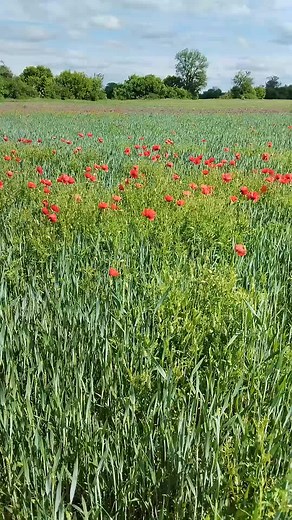 Explore a Stunning Poppy Field in Nature