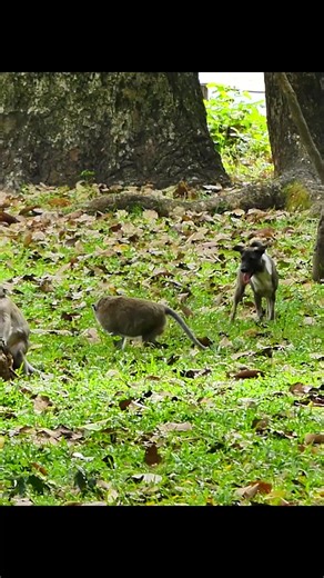 Wild Monkey and Dog: Unlikely Animal Friendship