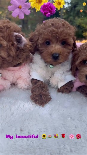 Puppies Full 2025. I love my little babies.#toypoodle #redtoypoodle #redtoypoodlepuppy #toypoodlepuppy #toypoodlelove