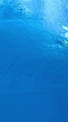 Funny Sea Lion Moments to Brighten Your Day