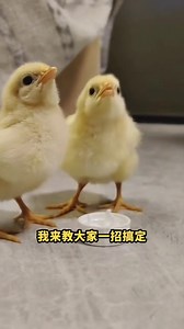 How to choose male and female chicks #Chicken raising tips #Chicken raising #Scientific chicken raising #Small chicken | yangyang breeding