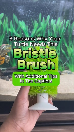 AQUATIC REALM on Instagram: "This Bristle Brush is the best Enrichment for your turtle! Here are additional helpful tips on how to use the brush properly: Tip 1. Place it firmly and Level it high enough! When installing the brush, place it firmly on the glass and make sure it’s high enough for your turtle to go fully underneath! Your turtle should be able to use their hind legs to move their shell around! (If your brush is place too low, your turtle will struggle to go underneath!) Tip 2. It may