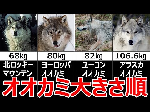 オオカミの大きさTOP10