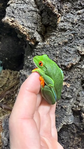 Scales ‘N Tails Reptile Pet shop (N. LAS VEGAS) on Instagram: "👀🐸 BLINK AND YOU’LL MISS THEM 🐸👀 These Red-Eyed Tree Frogs just landed — and trust us, they won’t be here long. Bright colors, iconic red eyes, and that calm, arboreal vibe everyone loves 🌿 Perfect display animals and absolute show-stoppers in a planted setup. ⏳ Limited availability 📍 In-store only 🔥 Once they’re gone… they’re gone 👉 Swing by Scales ‘N Tails before these beauties hop out the door! #RedEyeTreeFrog #TreeFrogLov